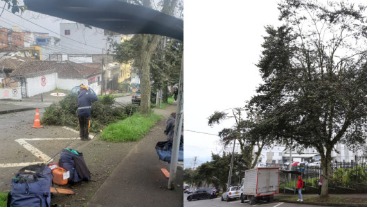 Siguen ahuyentando las garzas en el barrio Versalles de Manizales
