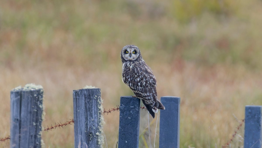 Reportes de búhos que sorprenden en Caldas: conozca qué especies y en dónde se vieron