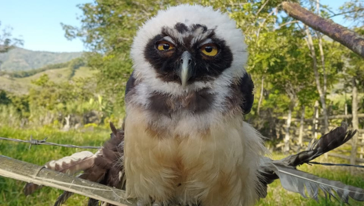 Búho terminó atrapado en alambrado en resguardo indígena de Caldas
