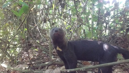 Protección de fauna y flora se puede hacer con reservas privadas