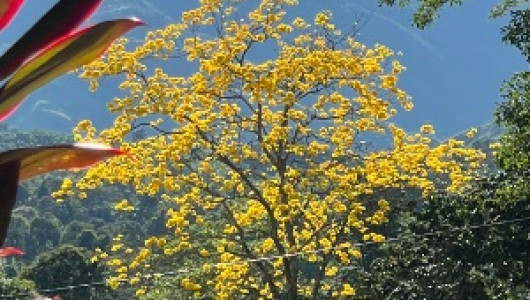 Los guayacanes visten de amarillo la Troncal de Occidente
