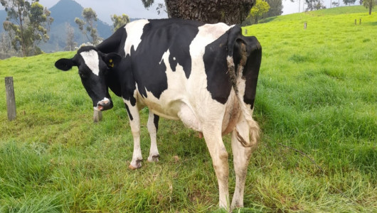 Bloque lechero: plan en Caldas contra crisis, el producto había sido botado y regalado