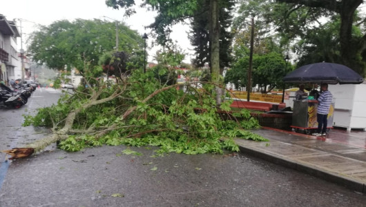 Video: Aguacero desprende ramas de un árbol e inunda una calle de Riosucio (Caldas)