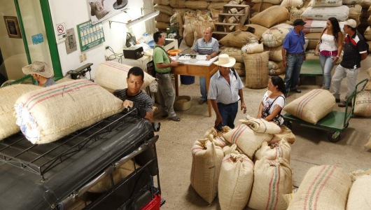 14 cooperativas de caficultores ya se acogieron a Plan de Acción Solidario: en el Eje Cafetero falta Risaralda