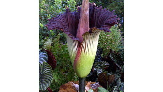 Una enorme "flor cadáver" abre sus pétalos tras 15 años de espera 