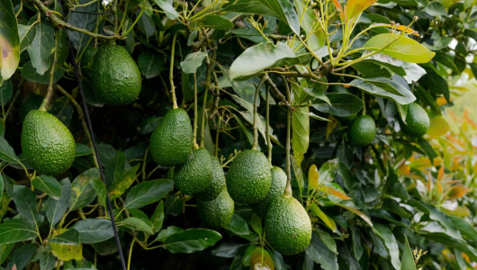 Colombia, nuevo líder mundial en exportación de aguacate: le compite a México en el Super Bowl