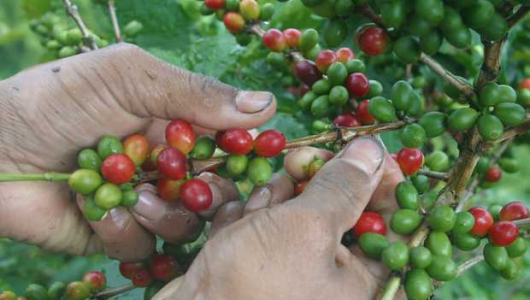 Producción de café se disparó en el 41% en enero, según reporte de la Federacafé: estas son las cifras