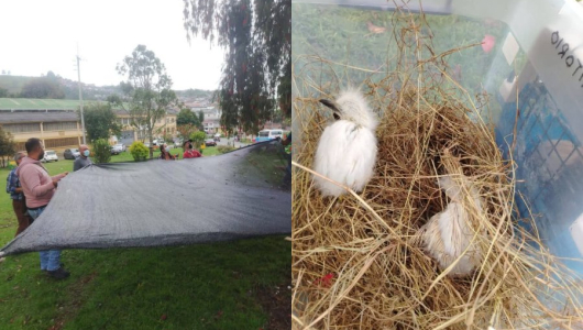 En municipio del Centrosur de Caldas hacen control y manejo de nidos, huevos y polluelos de garzas