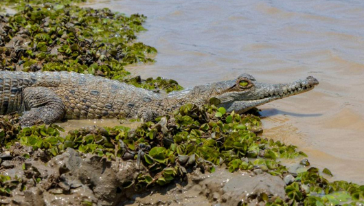 Liberan a 40 caimanes llaneros en una reserva natural del este de Colombia