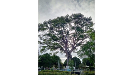 Expertos evalúan estado de salud de centenario árbol en Caldas de 25 metros de alto: la ceiba de Victoria