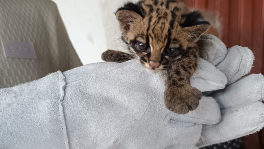 Tenían un cachorro de tigrillo de mascota sin pensar en el daño que causa su cautiverio
