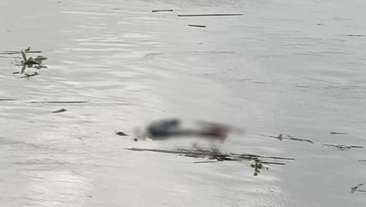 Cadáver pasó flotando por el río Cauca en La Virginia (Risaralda): las autoridades no lo encontraron 