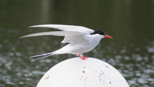 Confirman registro de gaviotín ártico en medio de las montañas de Caldas: sorpresa ornitológica en Colombia