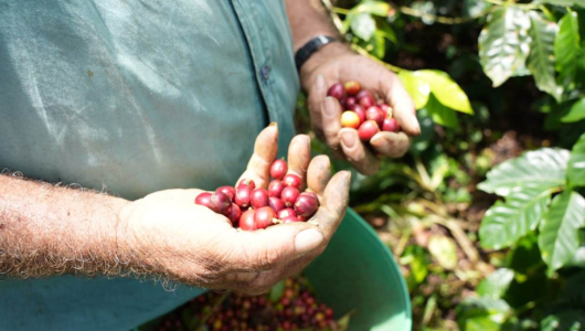 Producción de café creció en los últimos 12 meses, a mayo, cosecha del segundo semestre sí se afectará