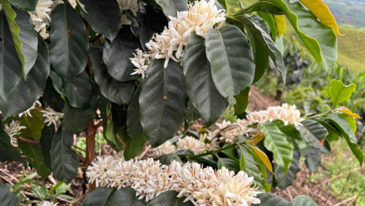 Intensas lluvias aguarán cosecha de café del segundo semestre: producción se disminuirá, señala Federacafé