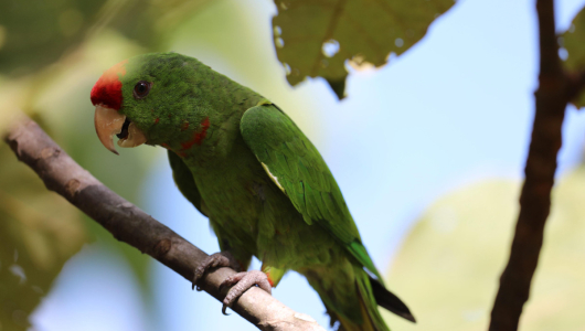 Video: Corporaciones del Eje Cafetero liberan 114 animales en Caldas, claves para la restauración ecológica