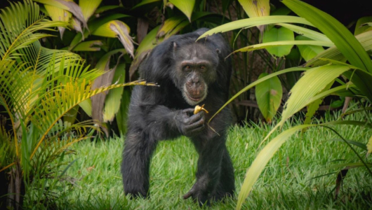 Yoko, el último chimpancé de Colombia, permanece aislado en santuario de Brasil: “Está demasiado humanizado”
