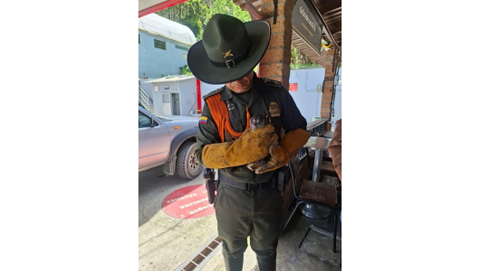 Fauna silvestre regresa a la libertad en Caldas tras jornada de liberación de 15 animales