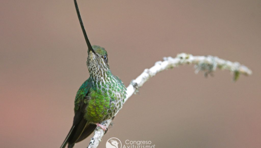 ¿Es un apasionado por las aves? Asista al 13.º Congreso de Aviturismo de Caldas en Manizales, hay descuento