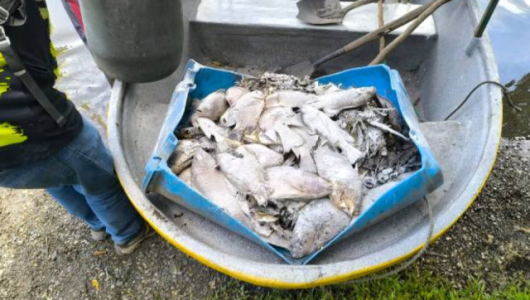Emergencia ambiental: ordenan cierre temporal de sitio turístico en Caldas por muerte masiva de peces