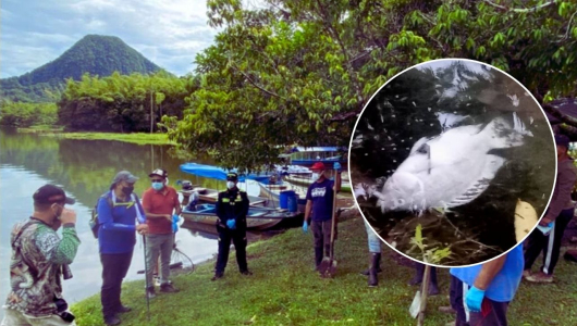 ¿Qué provocó la muerte de 4.000 peces en emblemático sitio turístico de Caldas? Autoridad ambiental investiga