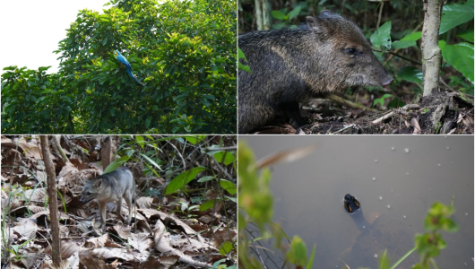 Restauración ecológica: 117 animales silvestres regresan a su hogar en reserva natural en Caldas