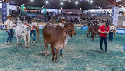 En ciudad del Eje Cafetero celebran récord de 77 ejemplares de una raza en la Feria Nacional Ganadera
