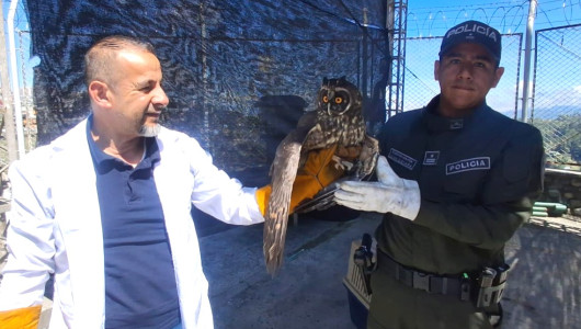 Rescatan en Manizales un búho y un tucán esmeralda que presentaban dificultades para volar