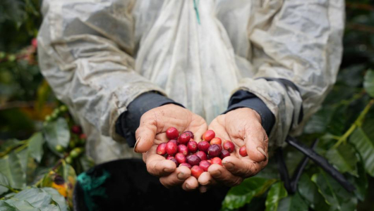 Producción de café en Colombia cerró el 2025 en 13 millones 678 mil sacos, una caída del 2,27% frente al 2024