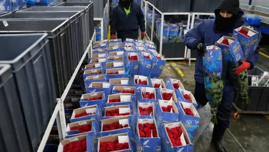 317.000 toneladas de flores exportó Colombia entre enero y noviembre de 2025: 2.200 millones de dólares 