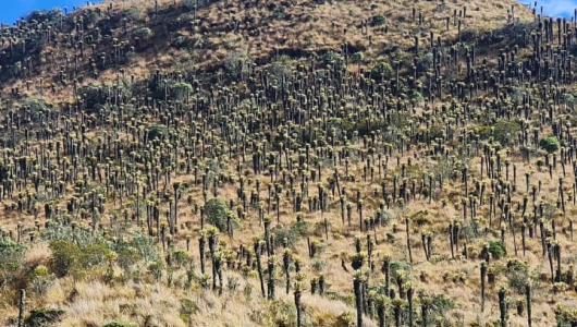 Calendario ambiental 2026: un año repleto de fechas para el medioambiente