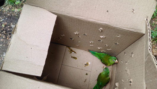 Incautaron dos loros pericos reales en Caldas: ¡La fauna no se toca!, campaña por la biodiversidad