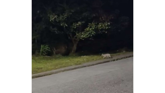 Video: avistan zorros en barrio de Manizales, recuerde no acercarse ni alimentarlos