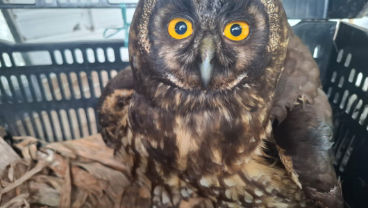 Especies recuperadas en Caldas: búho, iguana y canario buscan volver a su hábitat