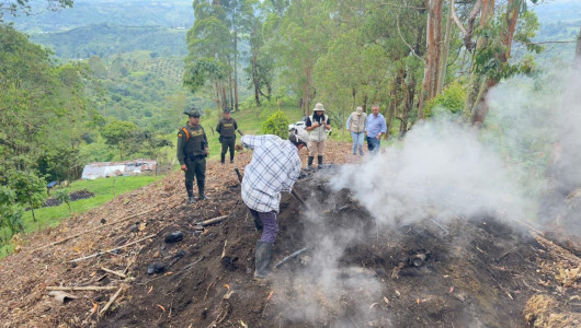 Eje Cafetero: capturan a hombre por talar árboles de eucalipto y guayabo para hacer carbón en Salento
