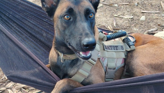Hela 5, la perra militar que caminó 28 kilómetros para reencontrase con su guía tras sobrevivir a un ataque