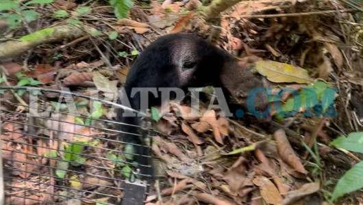 Video: Corpocaldas libera cuatro especies de fauna silvestre, tras su protección y rehabilitación