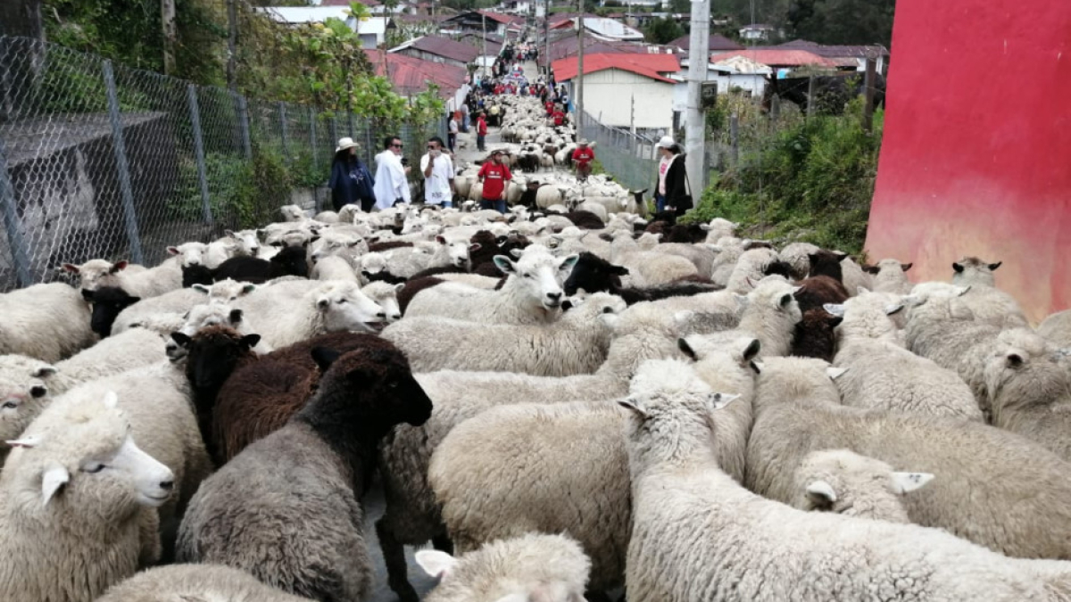 El desfile de ovejas es de los eventos más representativos de Marulanda, durante las Fiestas de la Lana.