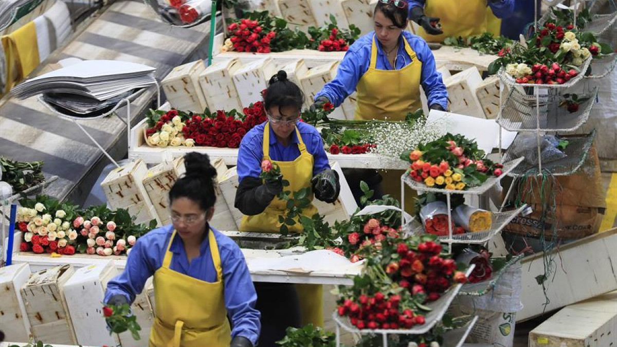 Fotografía de archivo de mujeres trabajando en el empaque de rosas.
