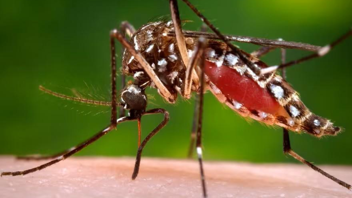 A la semana epidemiológica 34 (correspondiente al periodo comprendido entre el 18 y el 24 de agosto de 2024), se registraron 2.078 casos de dengue.