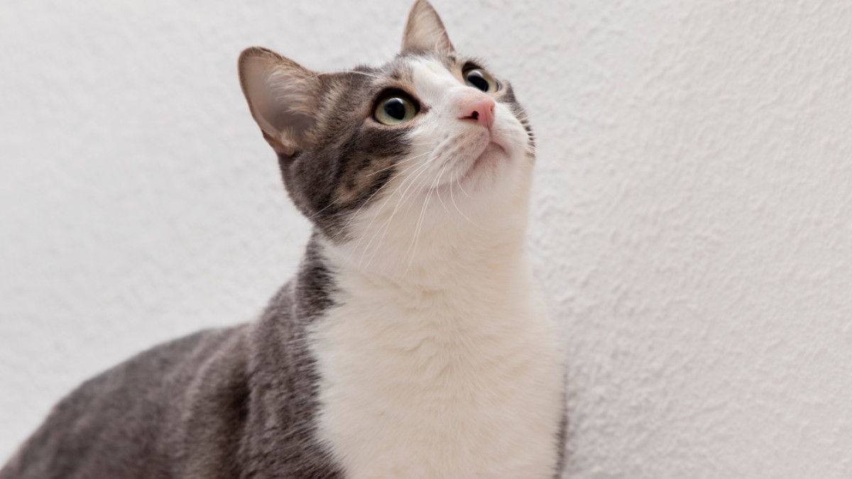 La Corte Constitucional declaró los animales como seres sintientes y deben recibir especial protección contra el sufrimiento y el dolor.