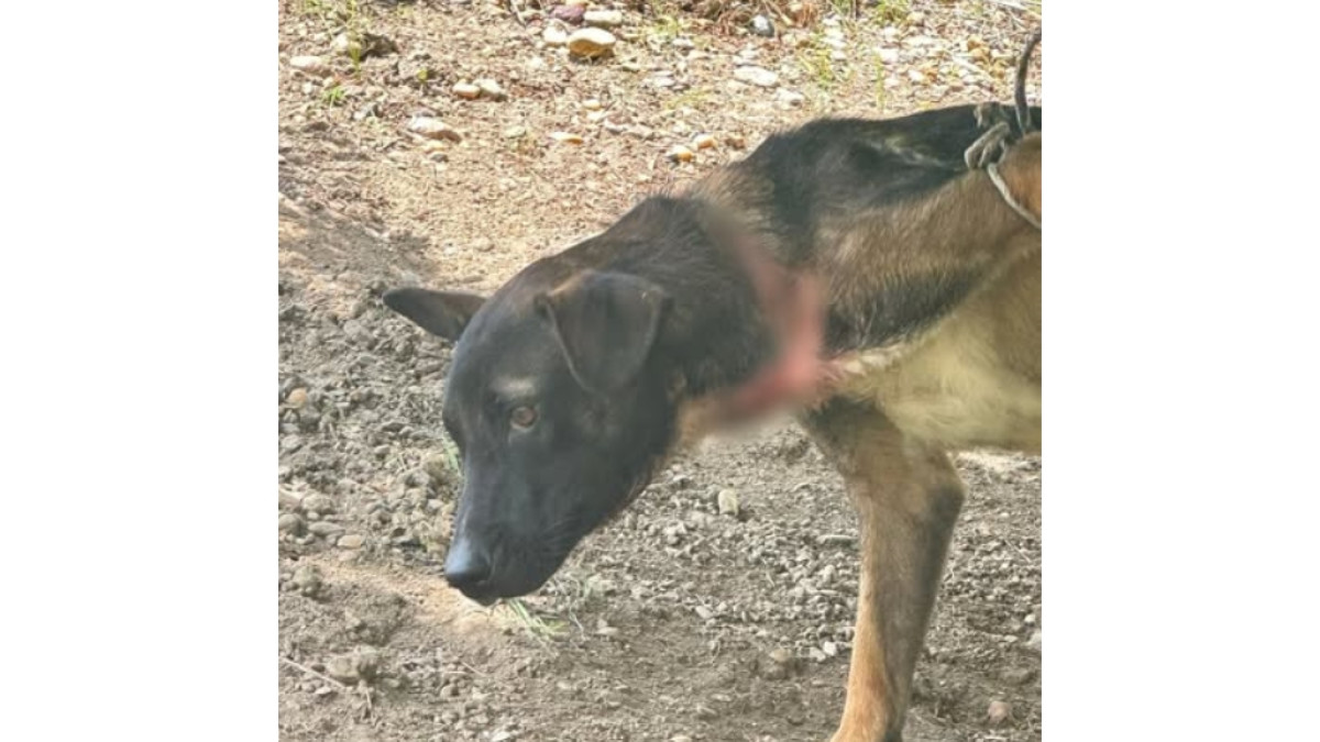 El perro quedó en manos de las autoridades ambientales, que se encargarán de su recuperación.