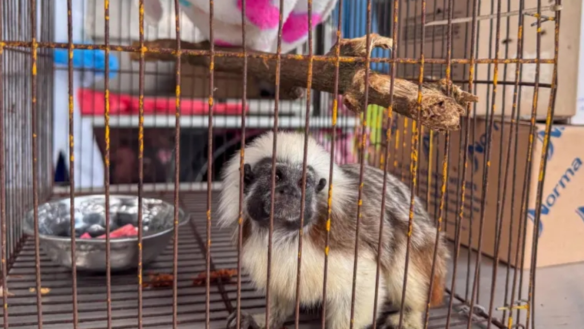 Las autoridades recordaron las líneas de atención para reportar casos de tráfico de fauna y proteger la biodiversidad.