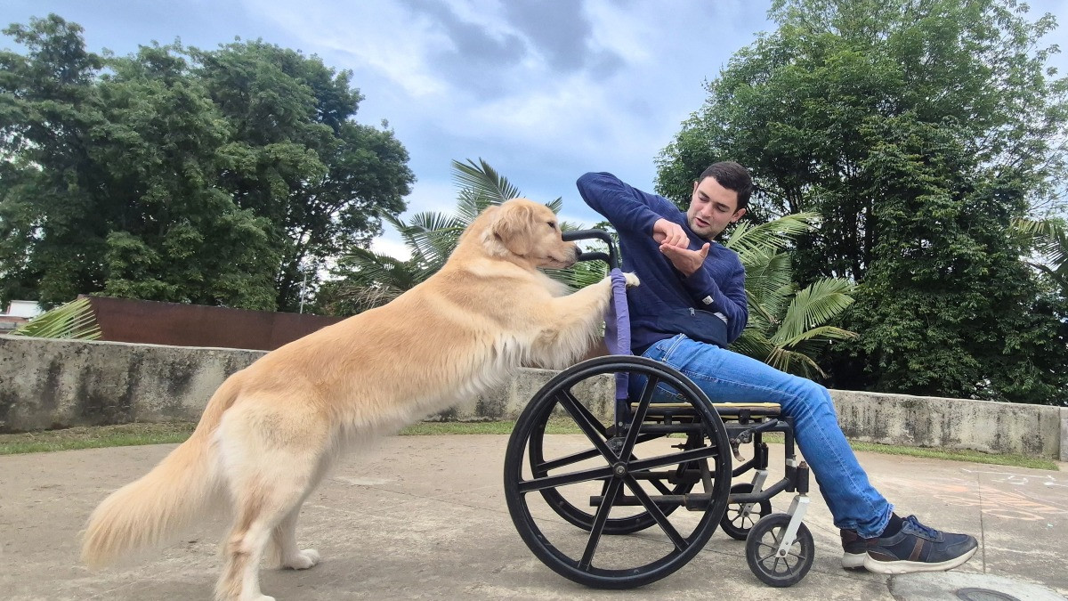 Mandarina, una golden retriever en formación, empuja una silla de ruedas bajo las indicaciones de Juan Sebastián Montoya, entrenador canino, quien lidera un proyecto para formar perros de asistencia que mejoren la calidad de vida de personas en condición de discapacidad.