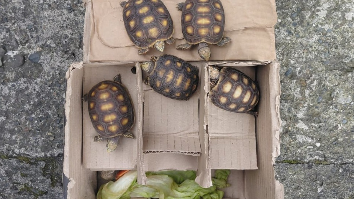 Fotos| Policía| LA PATRIA  Gracias a la intervención de los uniformados, se evitó la comercialización ilegal de estas especies, dejadas a disposición y bajo el cuidado de Corpocaldas para su valoración, protección y posterior proceso de rehabilitación.