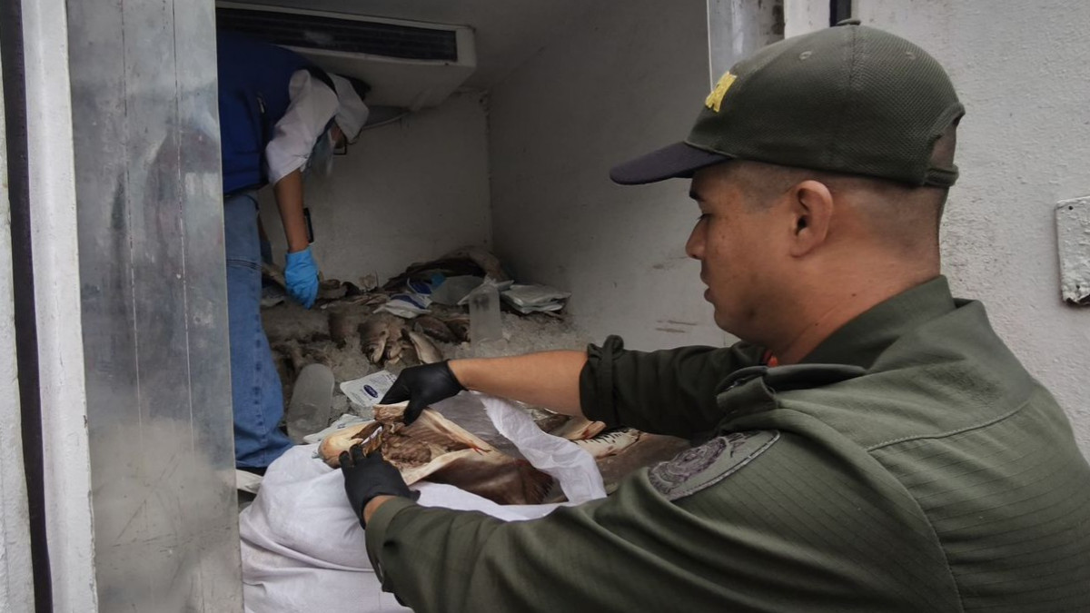 La Policía Metropolitana y la Secretaría de Salud adelantaron operativos de control, prevención y vigilancia en Manizales y Villamaría e incautaron 939 kilos de pescado en malas condiciones.