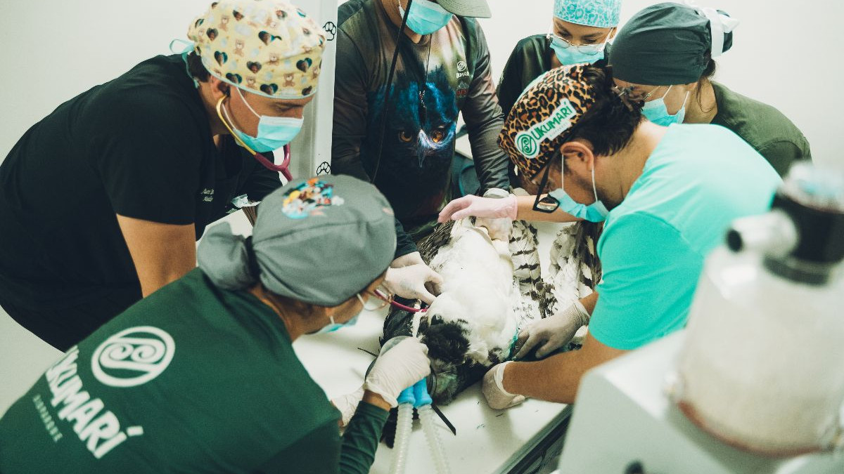En el Bioparque Ukumarí operaron de urgencia a un águila arpía proveniente de los llanos orientales con una de sus alas fracturadas,