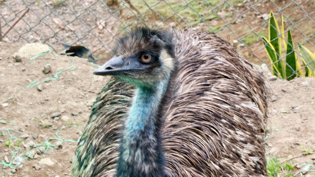 El ave fue trasladada al Hogar de Paso para Fauna Silvestre Arca de Noé, donde actualmente recibe atención especializada. 