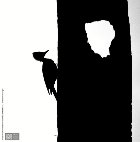 Foto|Cortesía Corpocaldas-Chec|LA PATRIA 787 imágenes, de 189 participantes, se recibieron para la XVII edición del Concurso de Fotografía Ambiental de Corpocaldas y Chec. Esta imagen titulada Duelo de Miradas, de Juan Daniel Mejía Arango, quedó en tercer lugar en la categoría Aves de Colombia, y fue una de las 21 fotos ganadoras.