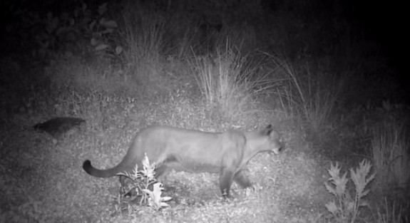 La presencia de un puma en la vereda Montaño, de Villamaría, sigue causando estragos y no han sido efectivas las labores para ahuyentarlo. El felino continúa atacando y matando animales de las fincas. Se convirtió en un conflicto en el que la comunidad dice no tener recursos para hacer lo que propone Corpocaldas, y esta entidad asegura estar buscando soluciones, pero el tiempo apremia.